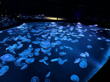 すみだ水族館に投稿された画像（2025/1/19）