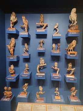 特別展「鳥 ～ゲノム解析が解き明かす新しい鳥類の系統～」国立科学博物館に投稿された画像（2025/1/19）