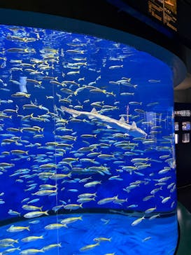 すみだ水族館に投稿された画像（2025/1/19）