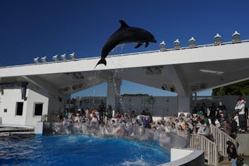 うみたま体験パーク 「つくみイルカ島」に投稿された画像（2025/1/19）