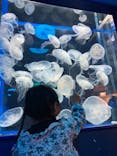 しながわ水族館に投稿された画像（2025/1/19）