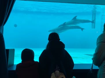 しながわ水族館に投稿された画像（2025/1/19）