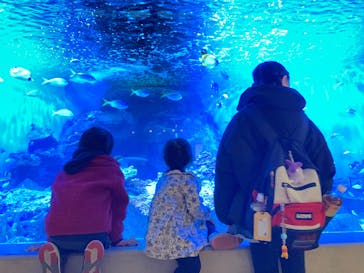 しながわ水族館に投稿された画像（2025/1/19）