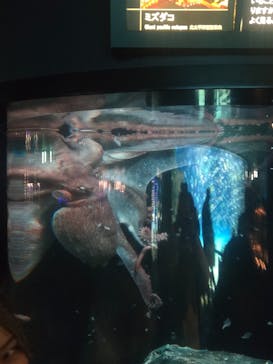 サンシャイン水族館に投稿された画像（2025/1/19）