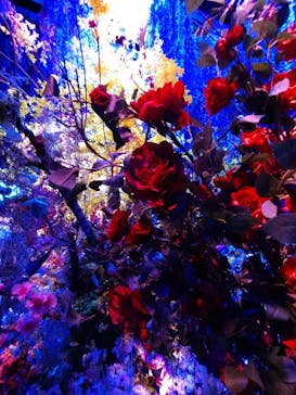 蜷川実花展 with EiM：彼岸の光、此岸の影 NINAGAWA Mika with EiM：Lights of the beyond, Shadows of this worldに投稿された画像（2025/1/19）