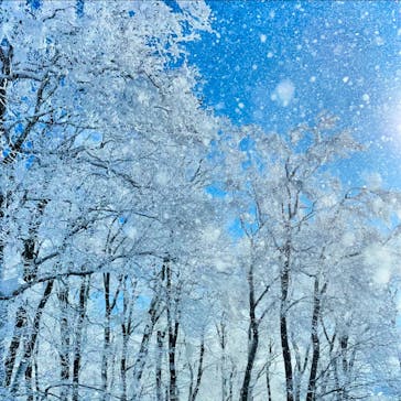 阿仁スキー場に投稿された画像（2025/1/19）