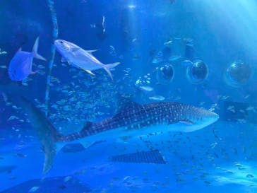 のとじま水族館に投稿された画像（2025/1/19）
