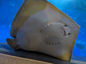 のとじま水族館に投稿された画像（2025/1/19）