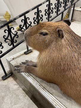 アニタッチ 東京ドームシティに投稿された画像（2025/1/19）