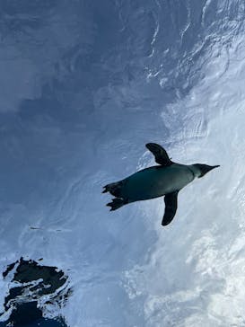 サンシャイン水族館に投稿された画像（2025/1/19）