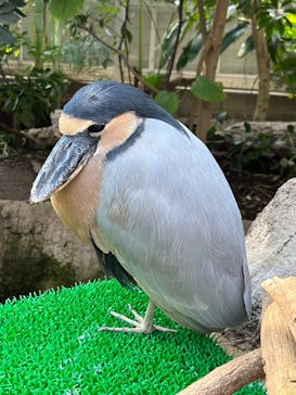 神戸どうぶつ王国に投稿された画像（2025/1/19）