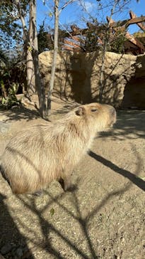 神戸どうぶつ王国に投稿された画像（2025/1/19）