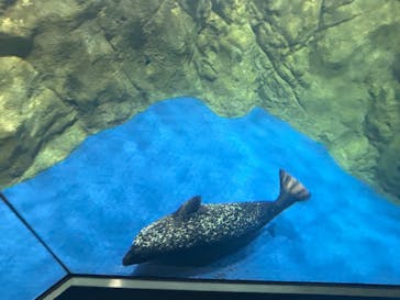 新江ノ島水族館に投稿された画像（2025/1/19）