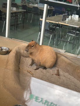 新江ノ島水族館に投稿された画像（2025/1/19）