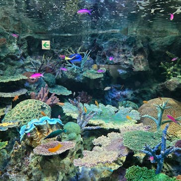 サンシャイン水族館に投稿された画像（2025/1/19）