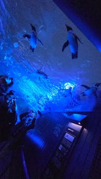 サンシャイン水族館に投稿された画像（2025/1/19）