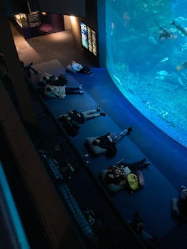 新江ノ島水族館に投稿された画像（2025/1/19）