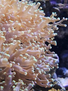 横浜開運水族館 フォーチュンアクアリウムに投稿された画像（2025/1/19）