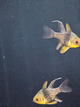 横浜開運水族館 フォーチュンアクアリウムに投稿された画像（2025/1/19）