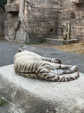 東武動物公園に投稿された画像（2025/1/19）