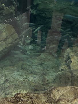 アクアワールド茨城県大洗水族館に投稿された画像（2025/1/19）