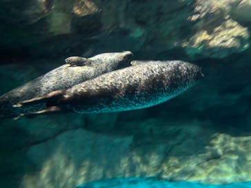 アクアワールド茨城県大洗水族館に投稿された画像（2025/1/19）