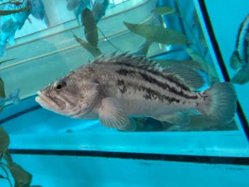 アクアワールド茨城県大洗水族館に投稿された画像（2025/1/19）