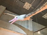 特別展「鳥 ～ゲノム解析が解き明かす新しい鳥類の系統～」国立科学博物館に投稿された画像（2025/1/19）