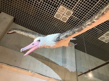 特別展「鳥 ～ゲノム解析が解き明かす新しい鳥類の系統～」国立科学博物館に投稿された画像（2025/1/19）