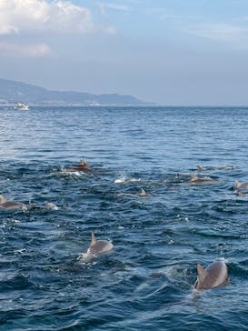 イルカウォッチング受付予約センターに投稿された画像（2025/1/19）