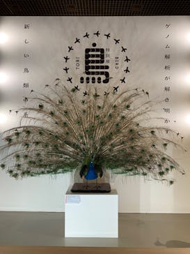特別展「鳥 ～ゲノム解析が解き明かす新しい鳥類の系統～」国立科学博物館に投稿された画像（2025/1/19）