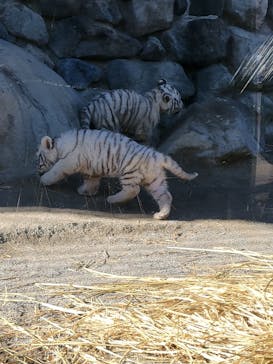 東武動物公園に投稿された画像（2025/1/19）
