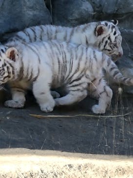 東武動物公園に投稿された画像（2025/1/19）