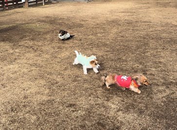 わんダフルネイチャーヴィレッジに投稿された画像（2025/1/19）