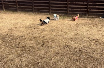 わんダフルネイチャーヴィレッジに投稿された画像（2025/1/19）