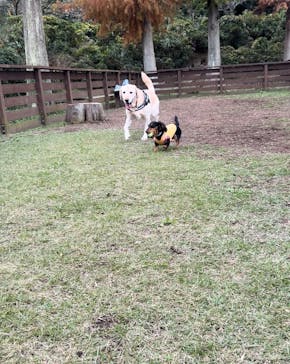 わんダフルネイチャーヴィレッジに投稿された画像（2025/1/19）