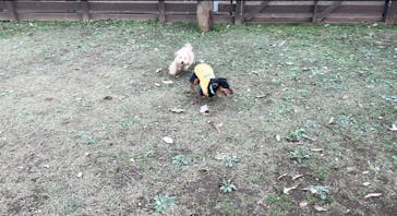 わんダフルネイチャーヴィレッジに投稿された画像（2025/1/19）