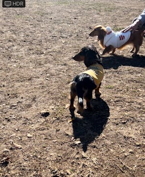 わんダフルネイチャーヴィレッジに投稿された画像（2025/1/19）