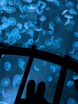 すみだ水族館に投稿された画像（2025/1/19）