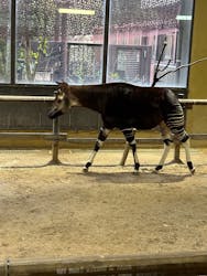 よこはま動物園ズーラシアに投稿された画像（2025/1/19）