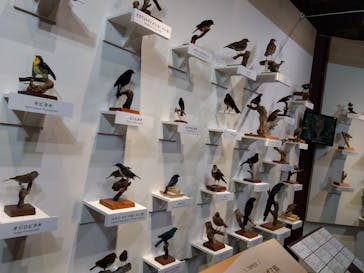 特別展「鳥 ～ゲノム解析が解き明かす新しい鳥類の系統～」国立科学博物館に投稿された画像（2025/1/20）
