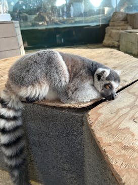 NIFREL（ニフレル）に投稿された画像（2025/1/20）