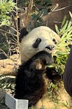 恩賜上野動物園に投稿された画像（2025/1/20）