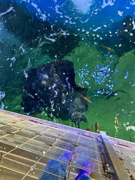 越前松島水族館に投稿された画像（2025/1/20）