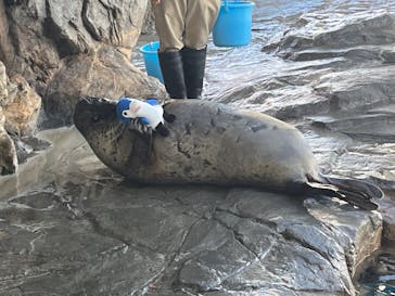 しながわ水族館に投稿された画像（2025/1/20）