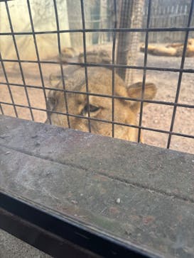 群馬サファリパークに投稿された画像（2025/1/20）