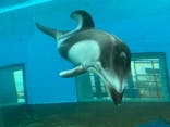 のとじま水族館に投稿された画像（2025/1/20）