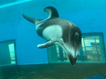 のとじま水族館に投稿された画像（2025/1/20）
