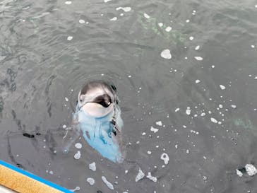 のとじま水族館に投稿された画像（2025/1/20）