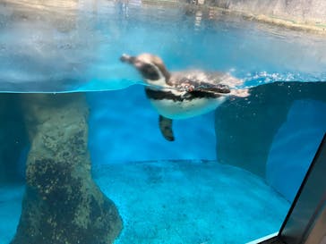 のとじま水族館に投稿された画像（2025/1/20）